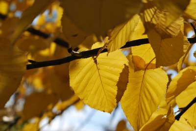 Betula maximowicziana - bříza Maximowičova - podzimní větévka